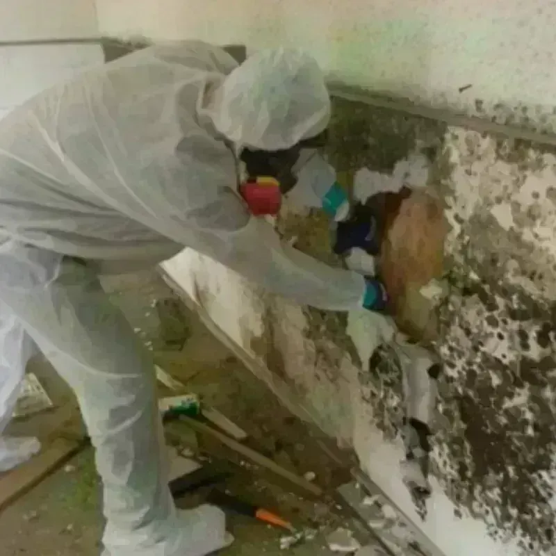 Mold Remediation and Removal in Denver City, TX